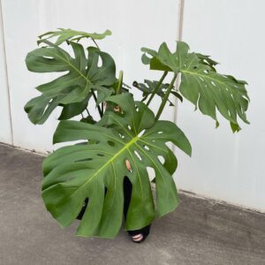 Monstera Delicosa