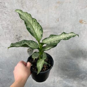 Dieffenbachia Tiki 2