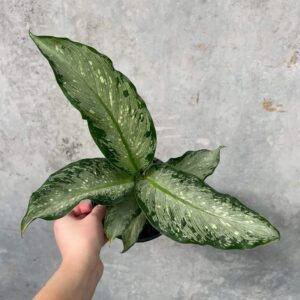 Dieffenbachia Tiki