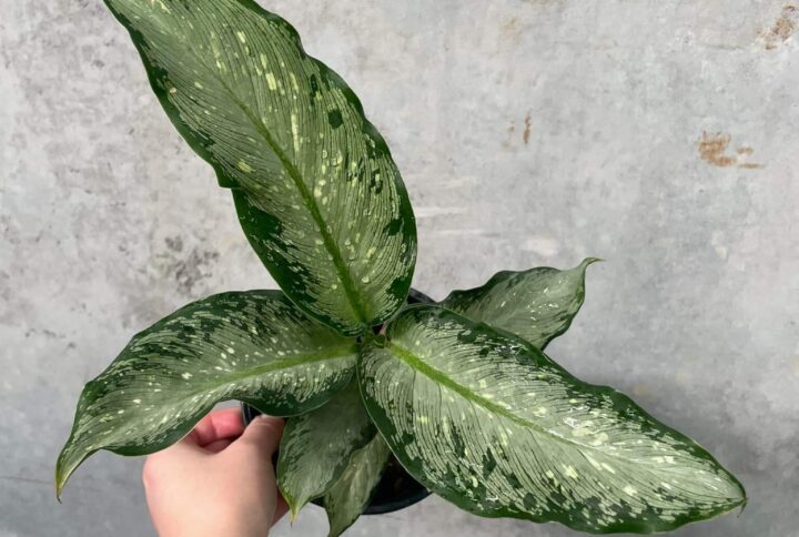 Dieffenbachia Tiki