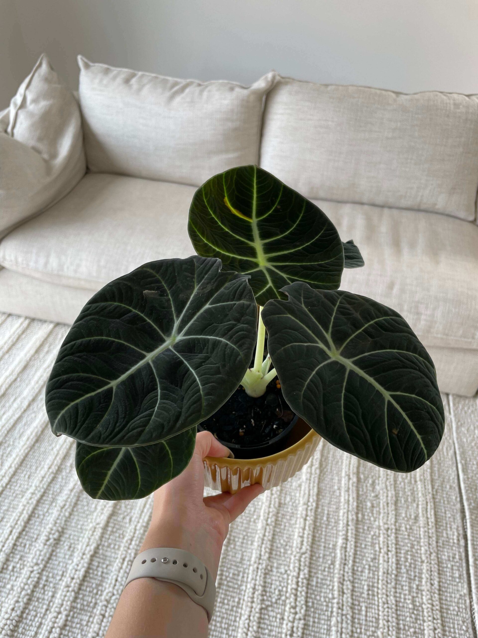 Alocasia Reginula 