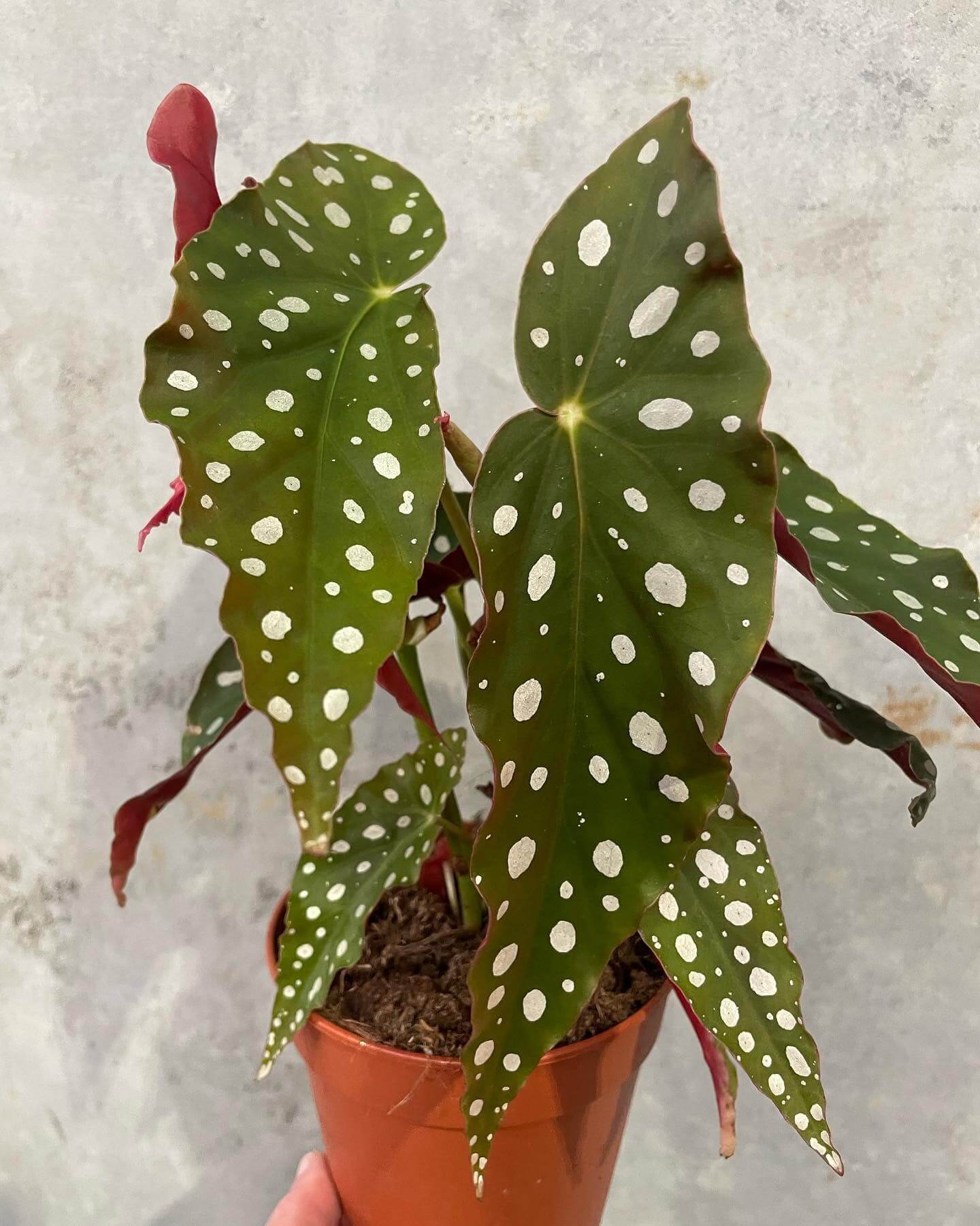 Begonia Maculata Polka Dot - Gippsland Indoor Plants