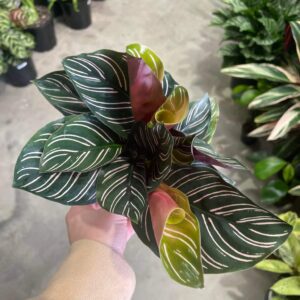 Calathea Sanderiana 2