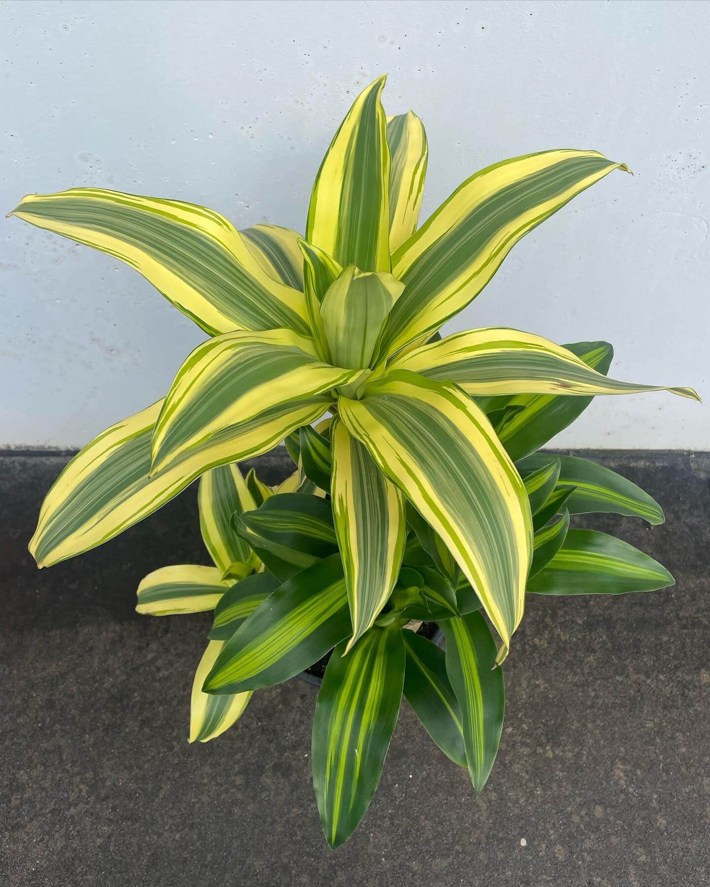 Dracaena Fragrans Massangeana Happy Plant” Gippsland Indoor Plants