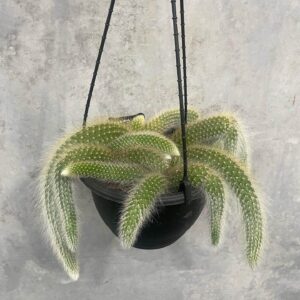 Monkey Tail Cactus