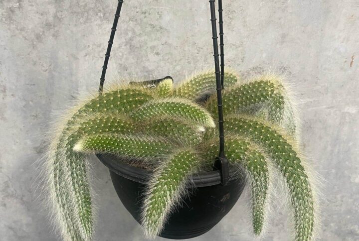 Monkey Tail Cactus