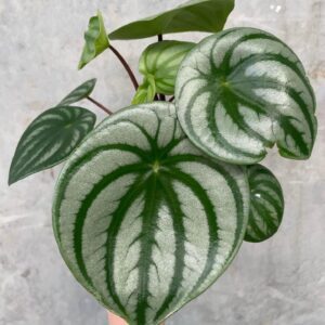 Peperomia Argyreia Watermelon 2