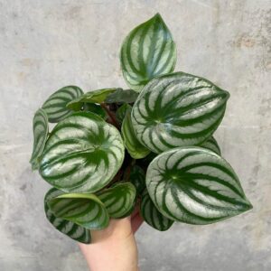 Peperomia Argyreia Watermelon