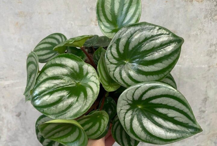 Peperomia Argyreia Watermelon