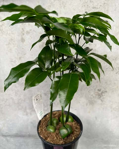 Magic Bean Plant Castanospermum Australe Gippsland Indoor Plants